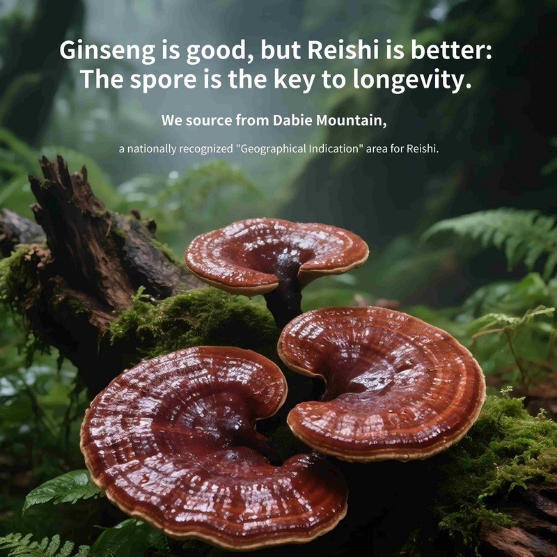 Black reishi spore oil longevity ingredient